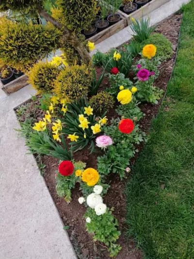 Ivis Garden