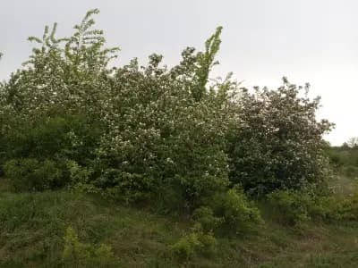 🌱Източен парк