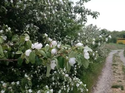 🌱Източен парк