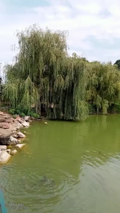 Езеро „Борово око“