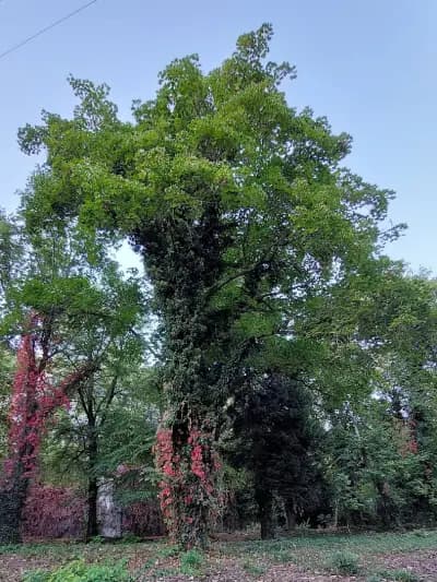 Парк Кайлъка