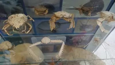 Варненски аквариум