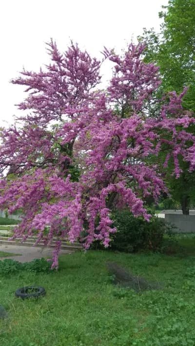 Парк паметник