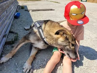 Animal Rescue Sofia