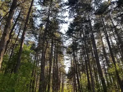 Парк Княжево