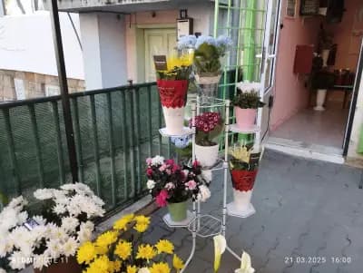 Тони Флауърс