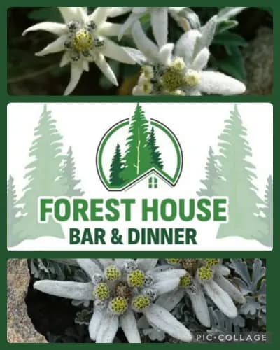 Forest House bar & dinner