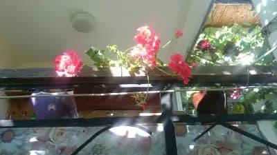 НАРОДНО ЧИТАЛИЩЕ ПЕТКО МАНАЛОВ