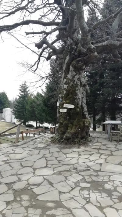 Хижа "Бузлуджа"-стара