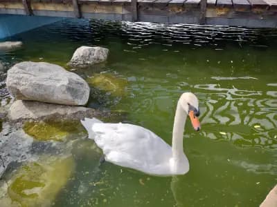 Крайискърец