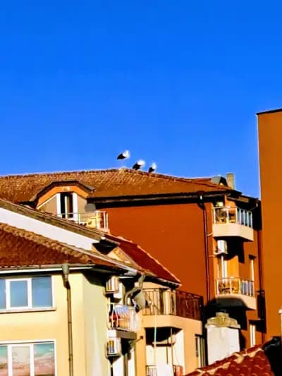 Хотел Албатрос 2