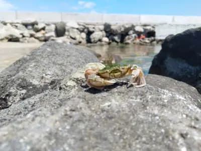 Флора / Соул