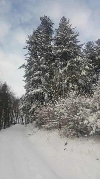 Даулите