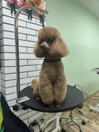 Jigullett grooming salon
