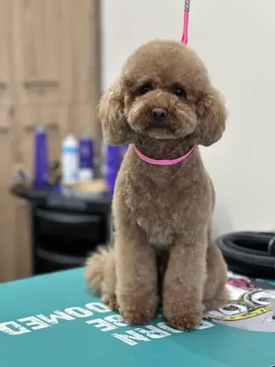 Sancho Grooming Salon