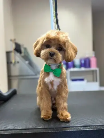 Sancho Grooming Salon