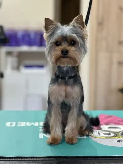 Sancho Grooming Salon