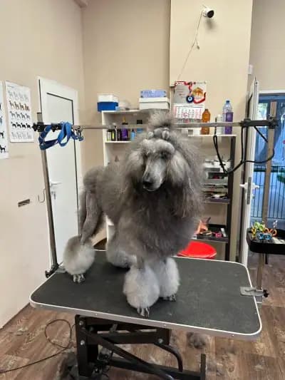 Happy Puppies Grooming- салон за подстригване на кучета