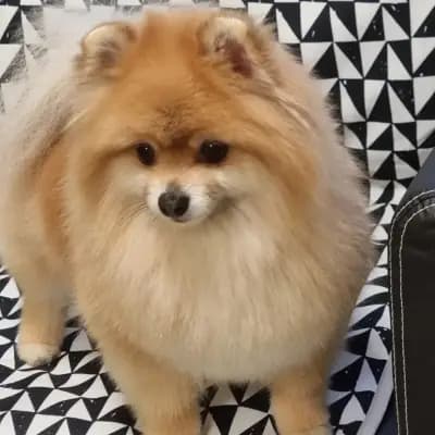 VP Grooming Boutique
