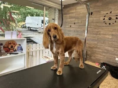 Furry Grooming & Care Salon