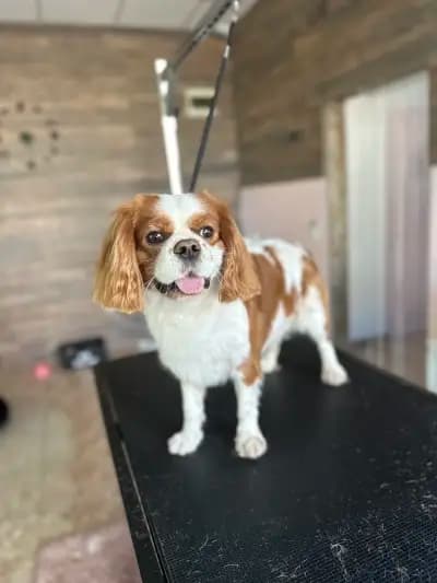 Furry Grooming & Care Salon