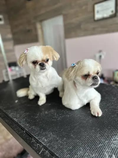Furry Grooming & Care Salon