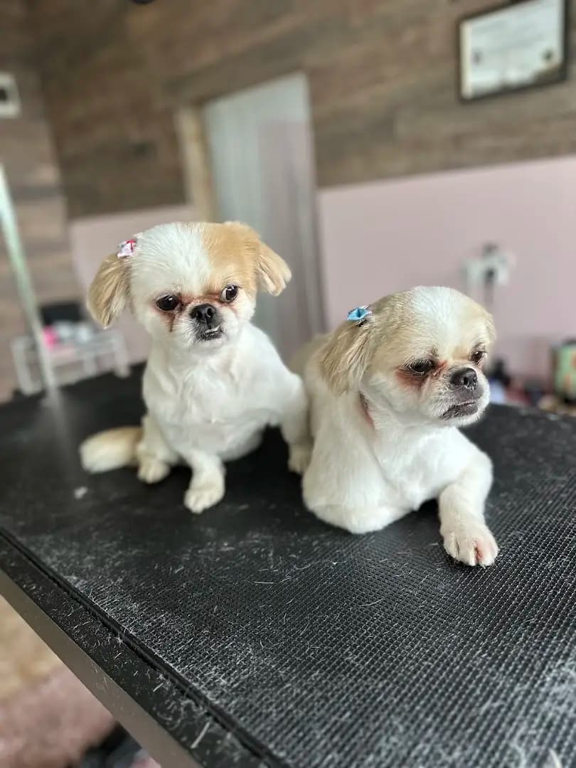 Furry Grooming & Care Salon