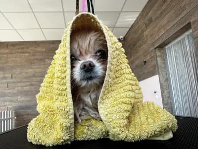 Furry Grooming & Care Salon