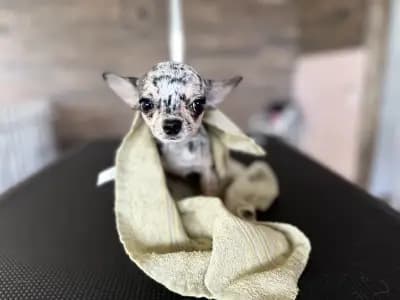 Furry Grooming & Care Salon