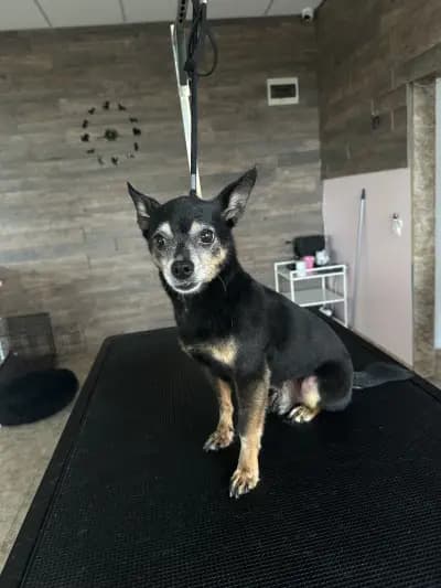 Furry Grooming & Care Salon