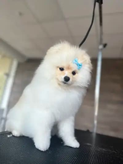 Furry Grooming & Care Salon