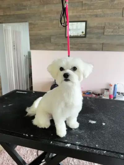 Furry Grooming & Care Salon
