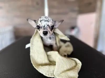 Furry Grooming & Care Salon