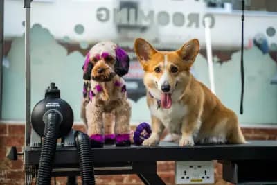 PerfectPaw Grooming | Фризьорски салон за кучета София | Цялостен груминг | Подстригване на кучета | Къпане | Рязане на