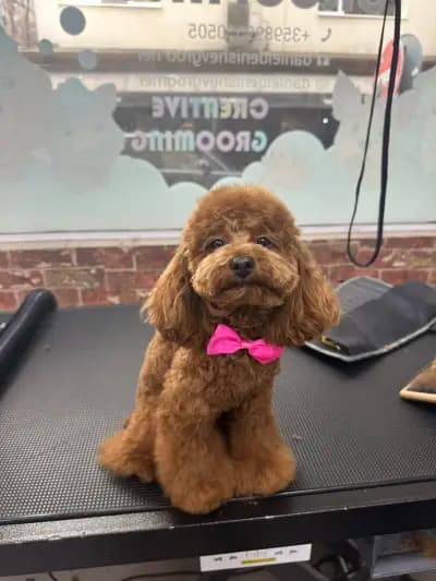 PerfectPaw Grooming | Фризьорски салон за кучета София | Цялостен груминг | Подстригване на кучета | Къпане | Рязане на