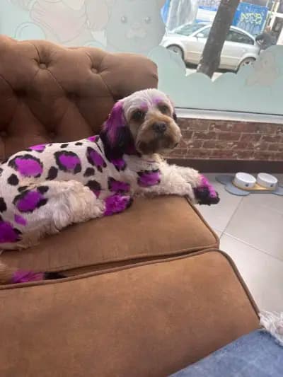 PerfectPaw Grooming | Фризьорски салон за кучета София | Цялостен груминг | Подстригване на кучета | Къпане | Рязане на