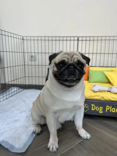 CANE Grooming & SPA