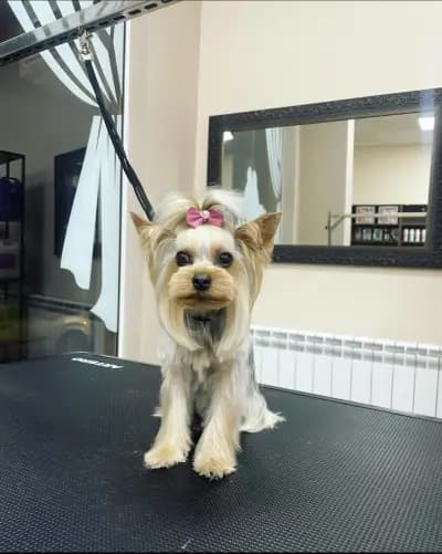 CANE Grooming & SPA