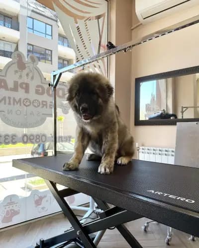CANE Grooming & SPA