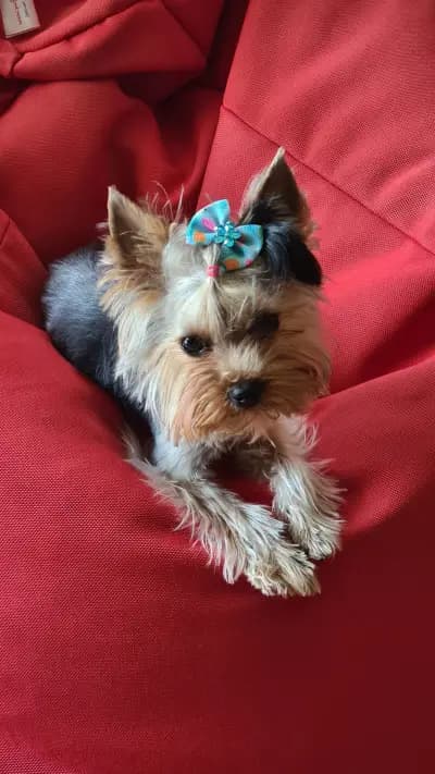 CANE Grooming & SPA