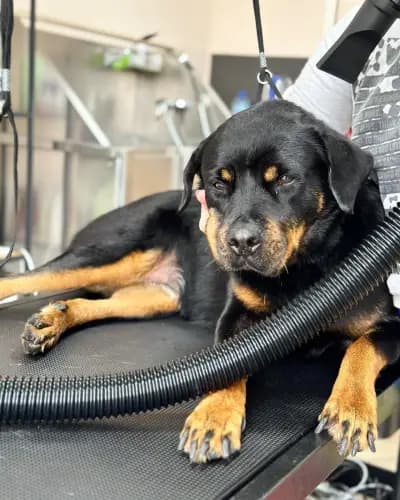 CANE Grooming & SPA