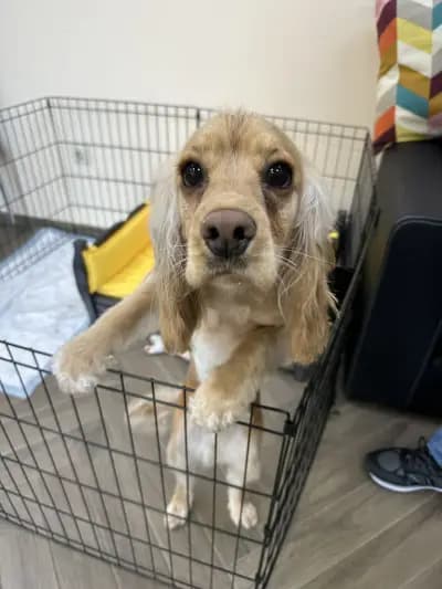 CANE Grooming & SPA