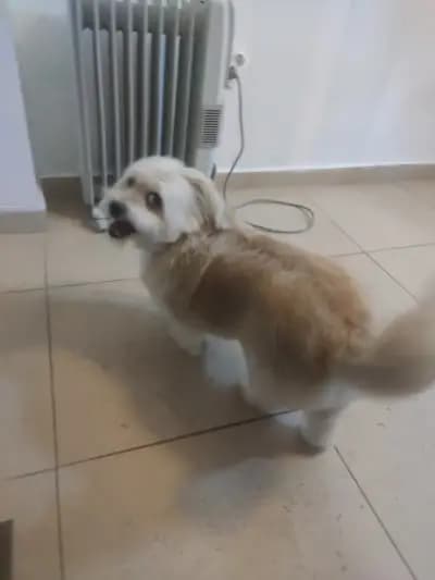 Kuche Ninja
