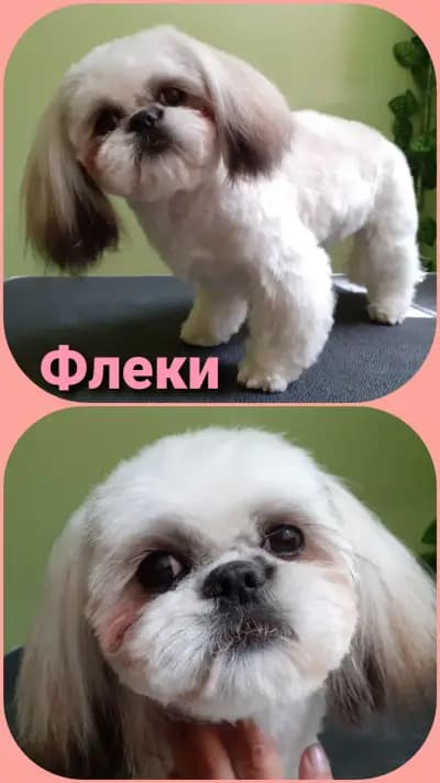 Зоо студио ГРУМИЯ