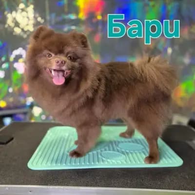 Зоо студио ГРУМИЯ