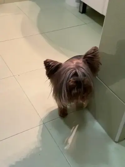 Груминг салон My Beauty Dog