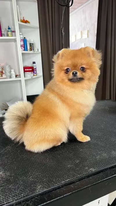 Груминг салон My Beauty Dog