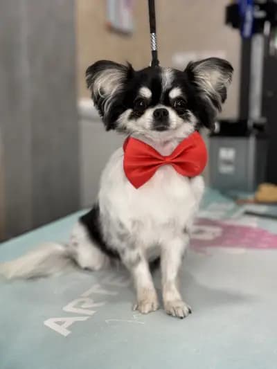 The Smini Groomer Pet Studio Фризьорско Студио за Кучета