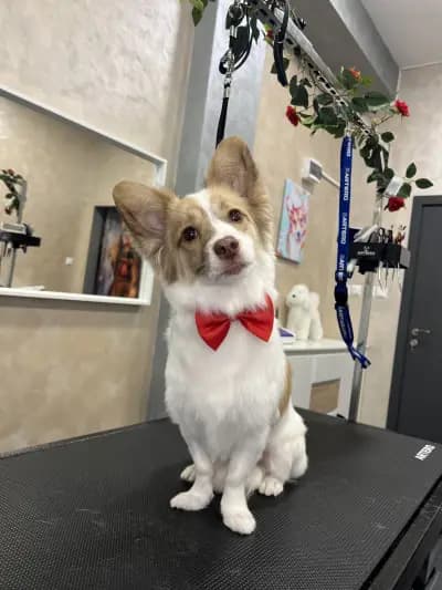 The Smini Groomer Pet Studio Фризьорско Студио за Кучета