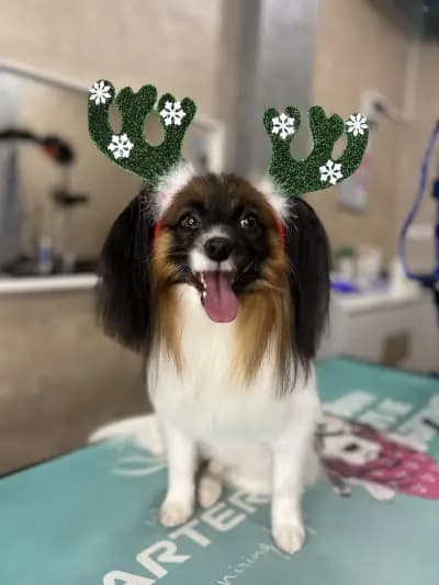 The Smini Groomer Pet Studio Фризьорско Студио за Кучета